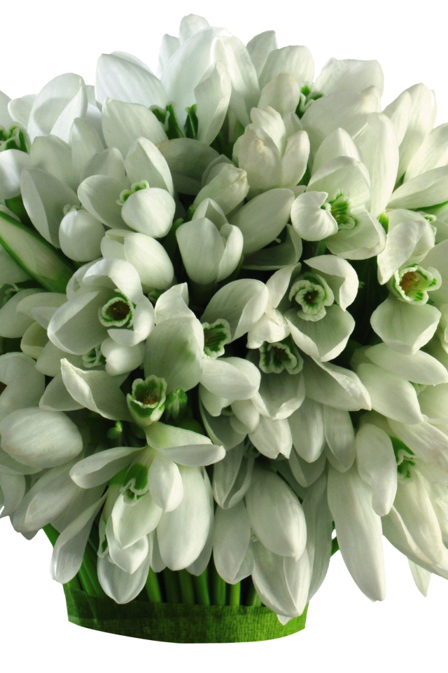 Большой букет подснежников на белом фоне 