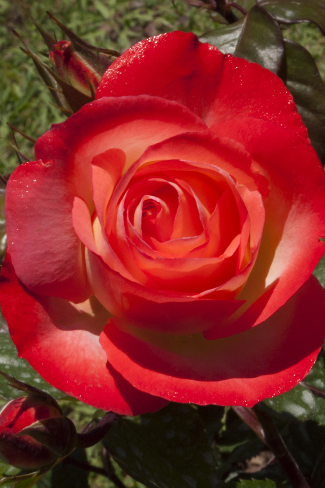 Большая красная роза с зелеными листьями крупным планом