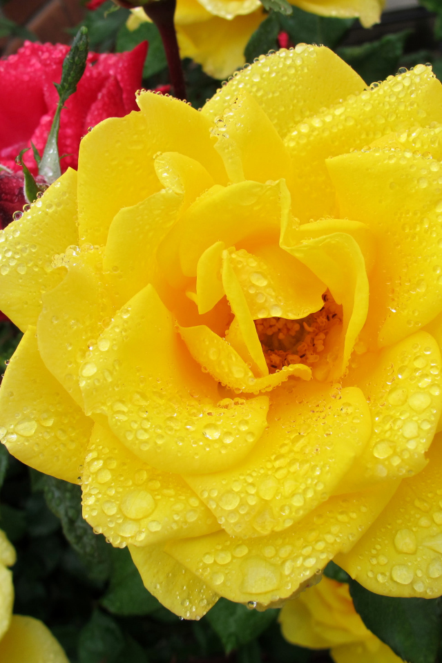 Большая желтая роза в каплях росы крупным планом