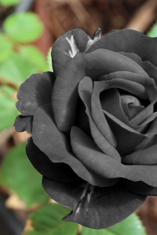 Цветок черной розы крупным планом