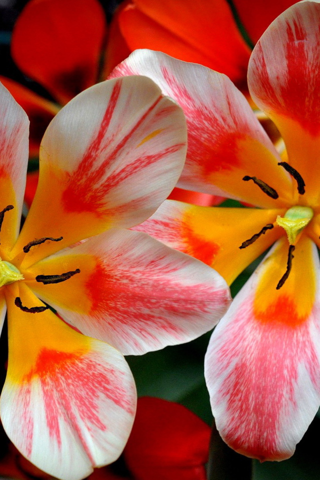 Распустившиеся розовые тюльпаны 