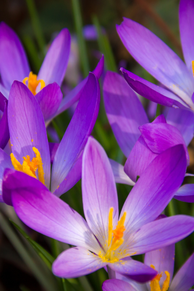 Распустившиеся фиолетовые крокусы крупным планом