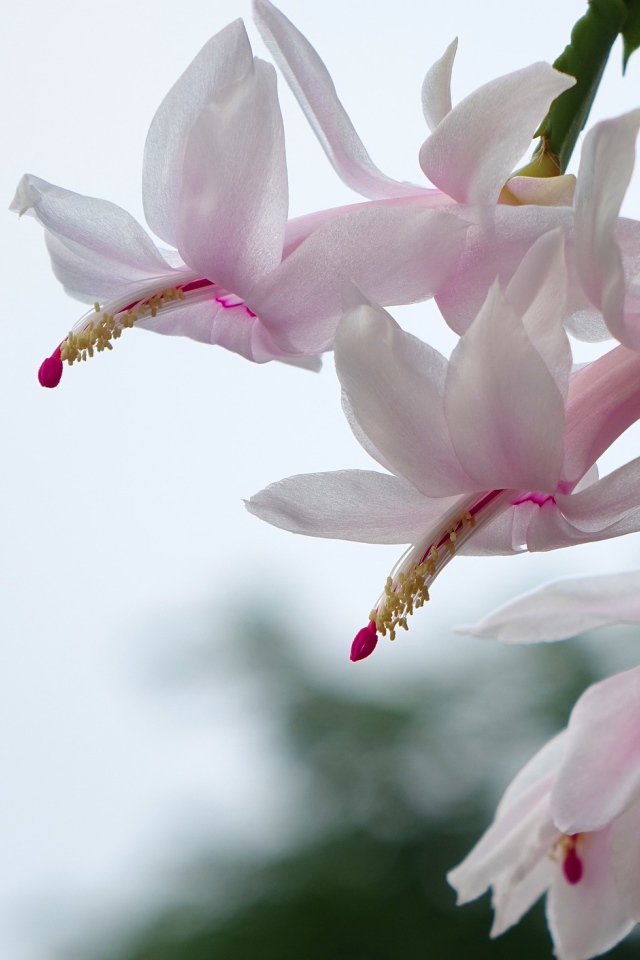 Цветущий комнатный цветок Рождественник 