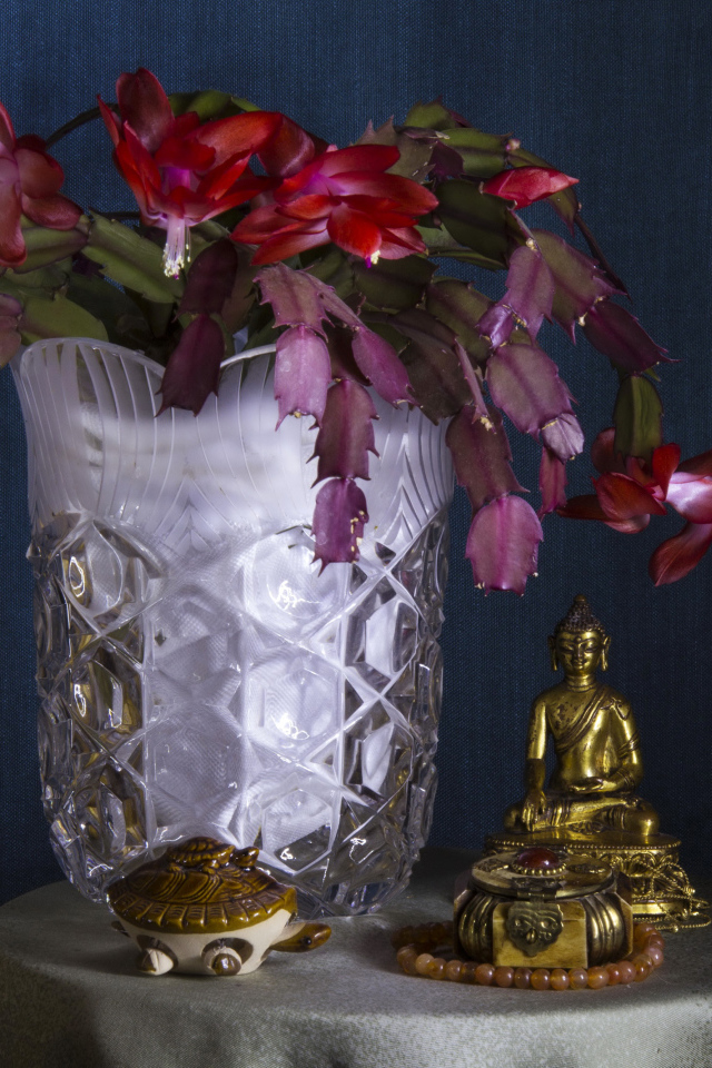 Цветущий комнатный цветок Шлюмбергера со статуэткой Будда на столе