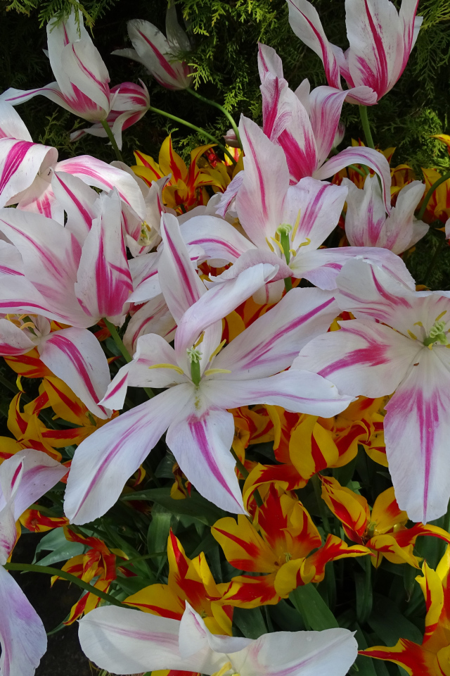 Распустившиеся цветы тюльпаны 