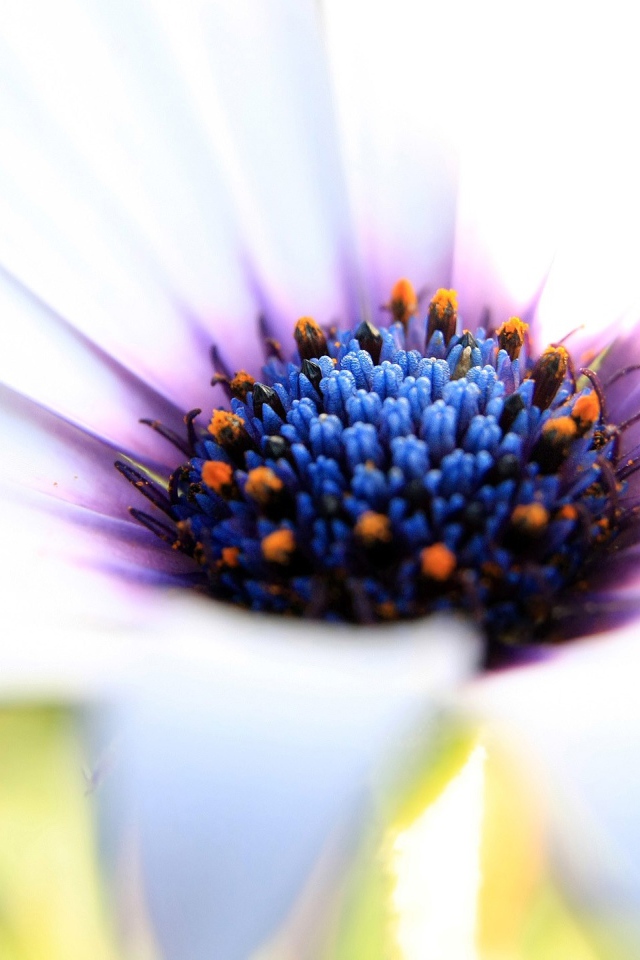 Синяя сердцевина белого цветка 