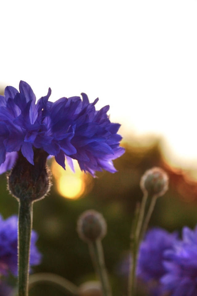 Голубые васильки на рассвете  