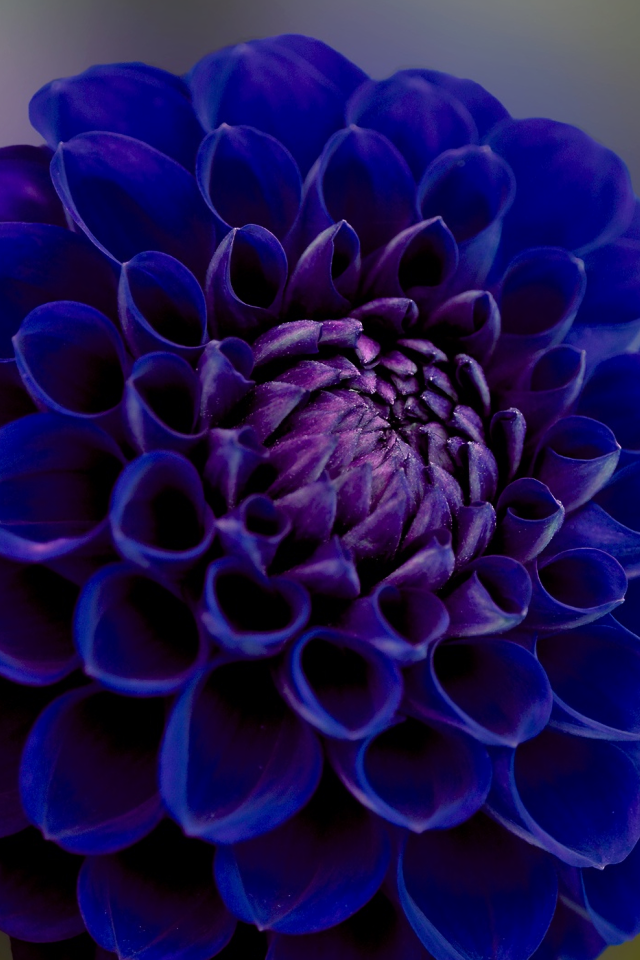 Синяя георгина крупным планом 