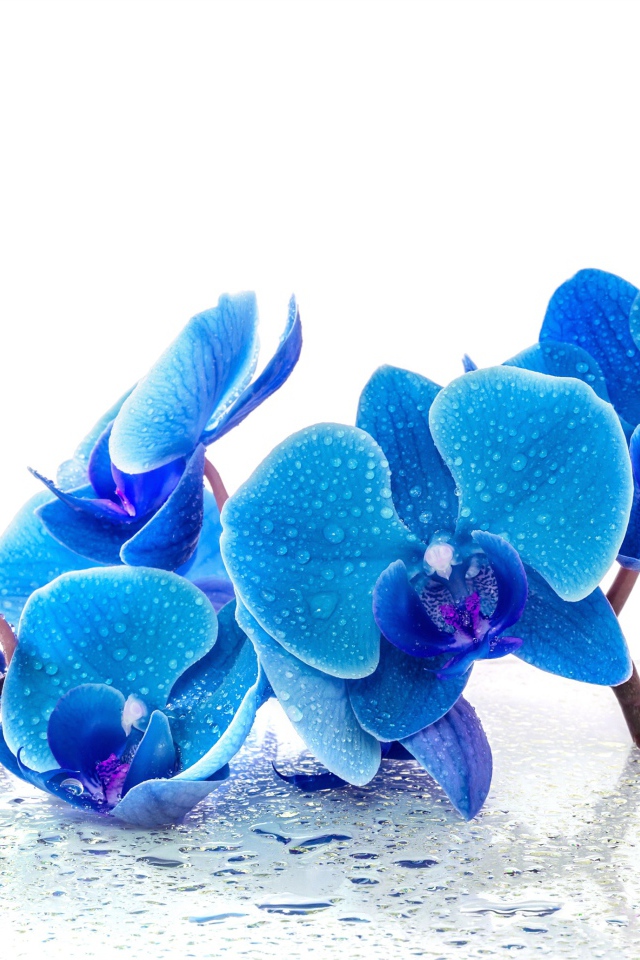 Голубые экзотические орхидеи в каплях воды на белом фоне