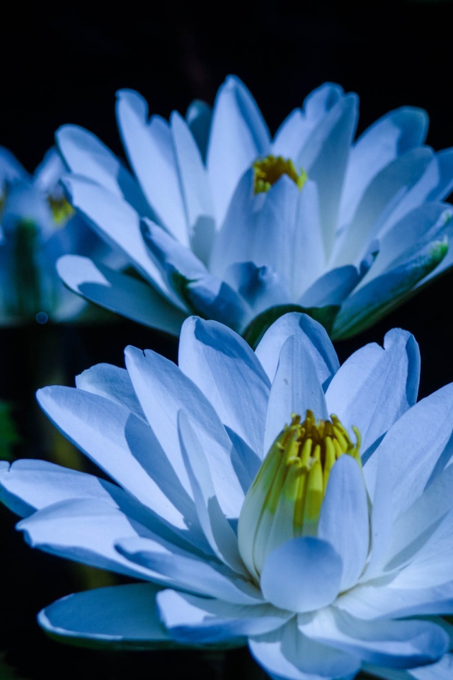 Голубой цветок нежный лотос в пруду 