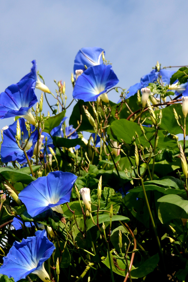 Синие цветы вьюнки на фоне голубого неба