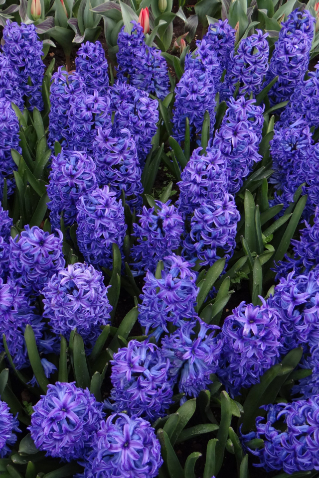 Голубые цветы гиацинты на клумбе крупным планом