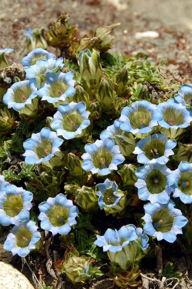 Голубые цветы на камне