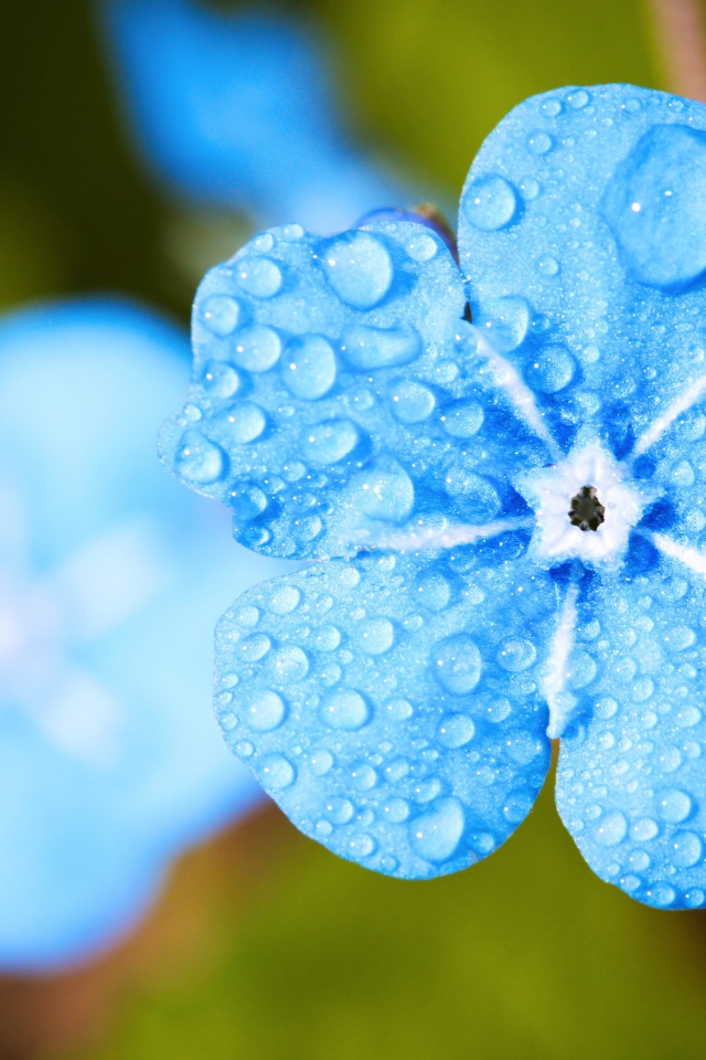 Голубой цветок незабудки в каплях росы крупным планом