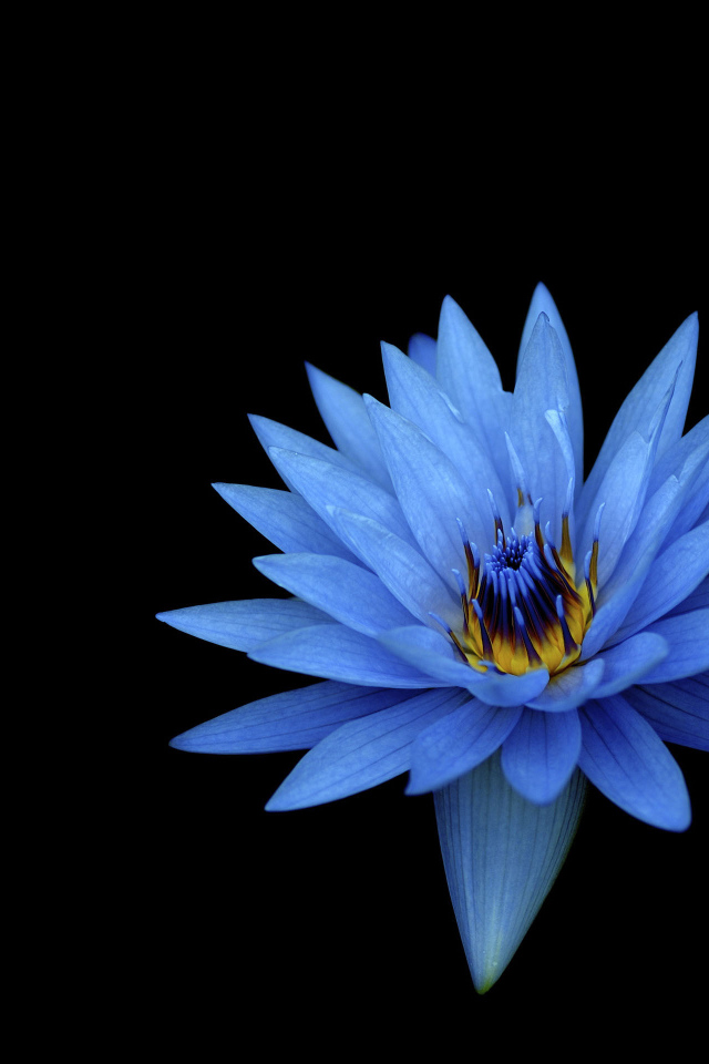 Голубой цветок лотоса на черном фоне 