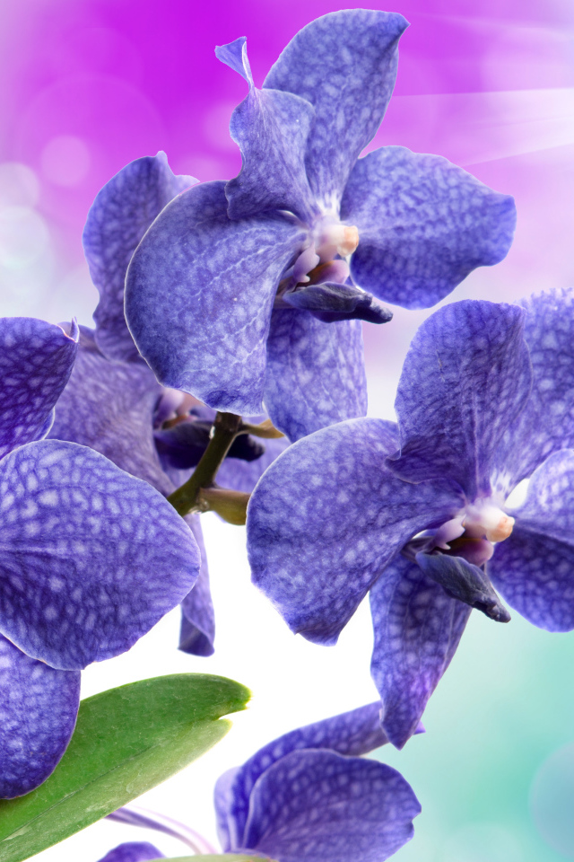 Синие орхидеи с белыми пятнами крупным планом
