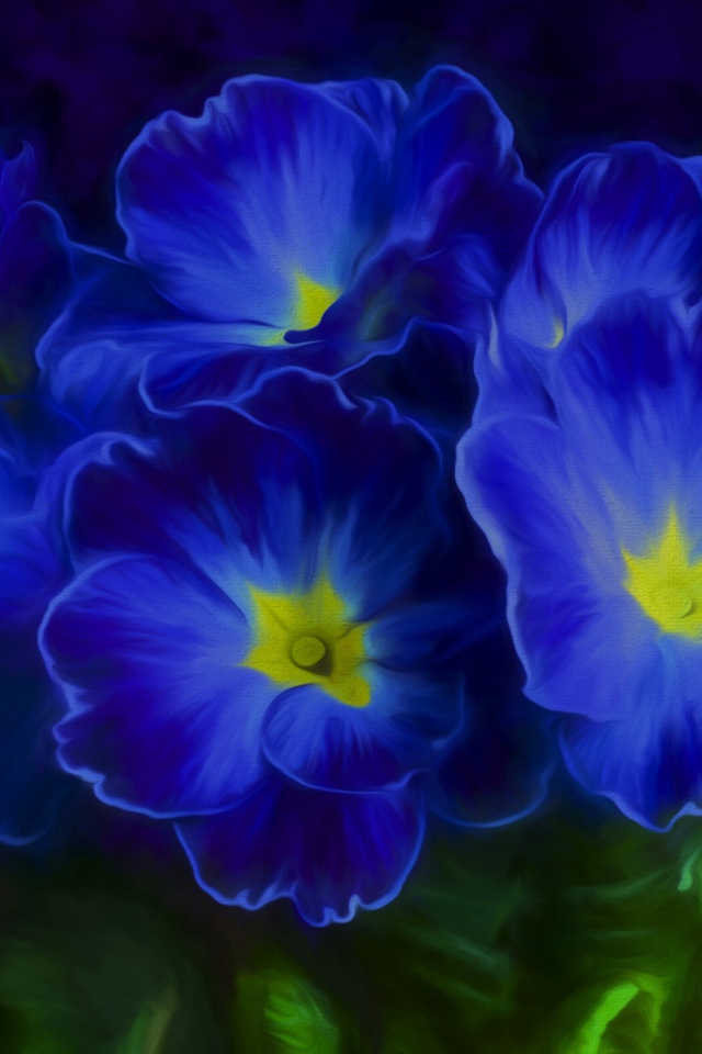 Синие цветы примула 