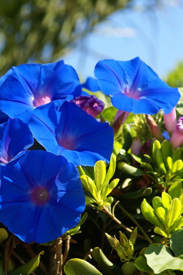 Синие летние цветы Ипомея 