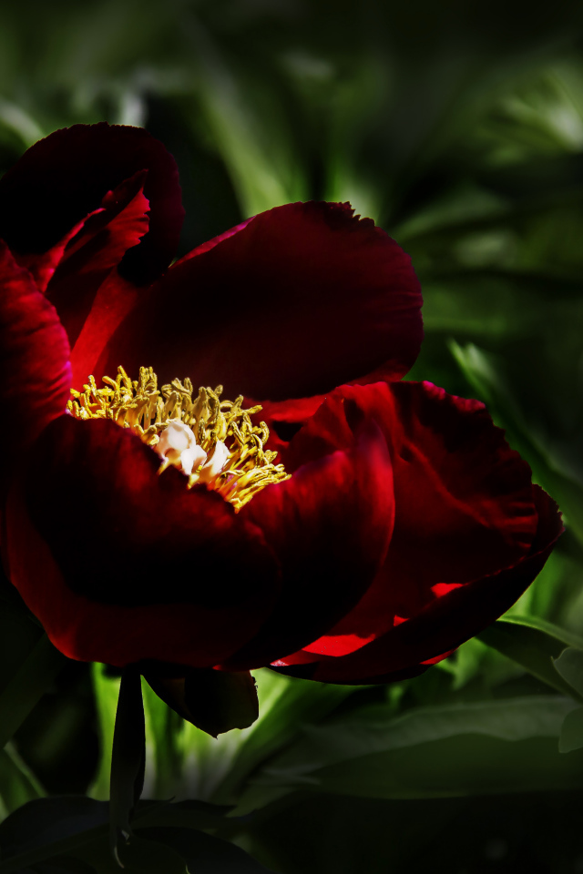 Бордовый красивый пион крупным планом