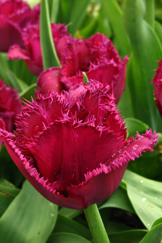 Бордовые тюльпаны на клумбе в каплях воды крупным планом