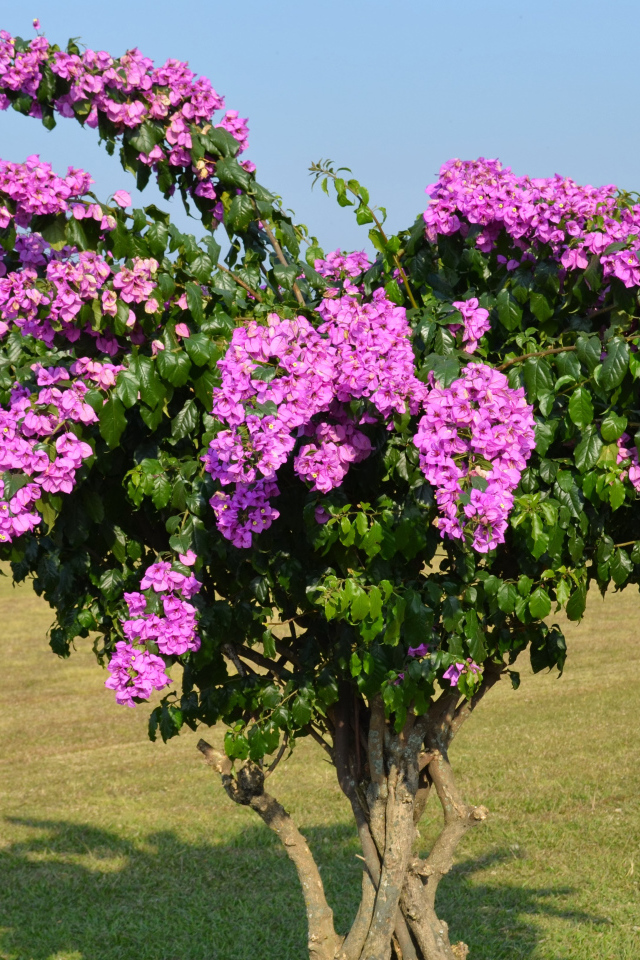Дерево  Бугенвиллия с красивыми розовыми цветами
