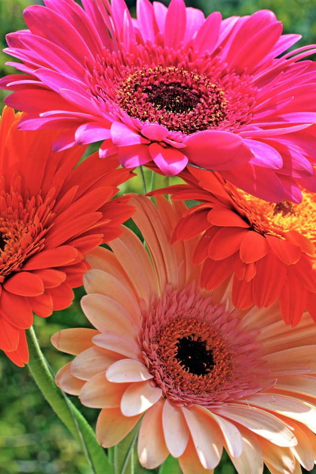 Букет красивых нежных гербер