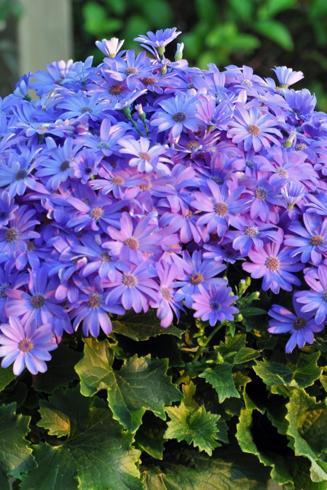 Букет синих красивых цветов 