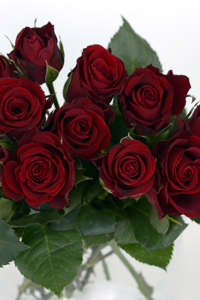 Букет бордовых роз крупным планом на белом фоне 