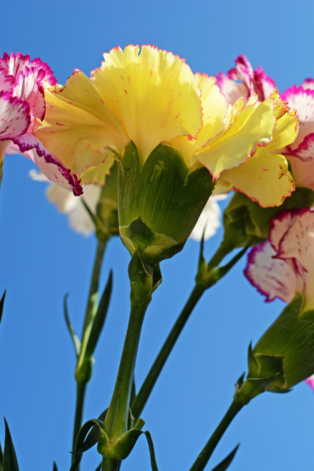 Букет гвоздик на голубом фоне крупным планом