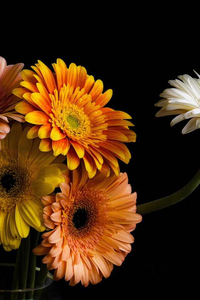 Букет разноцветных гербер в стеклянной вазе 