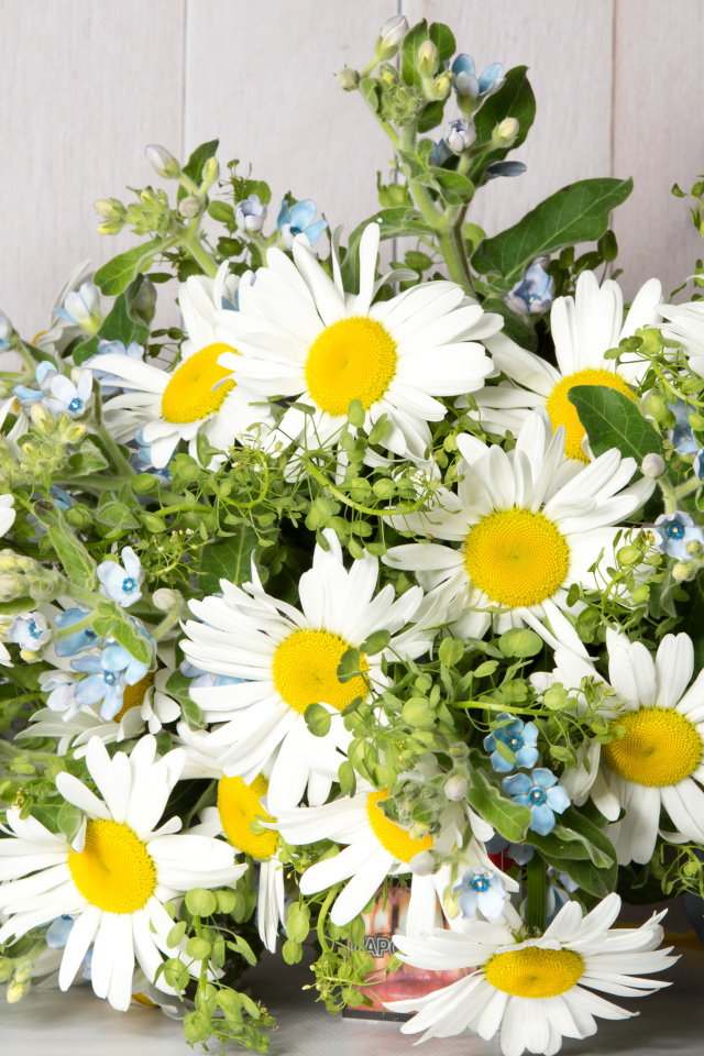 Букет полевых ромашек перевязанный лентой