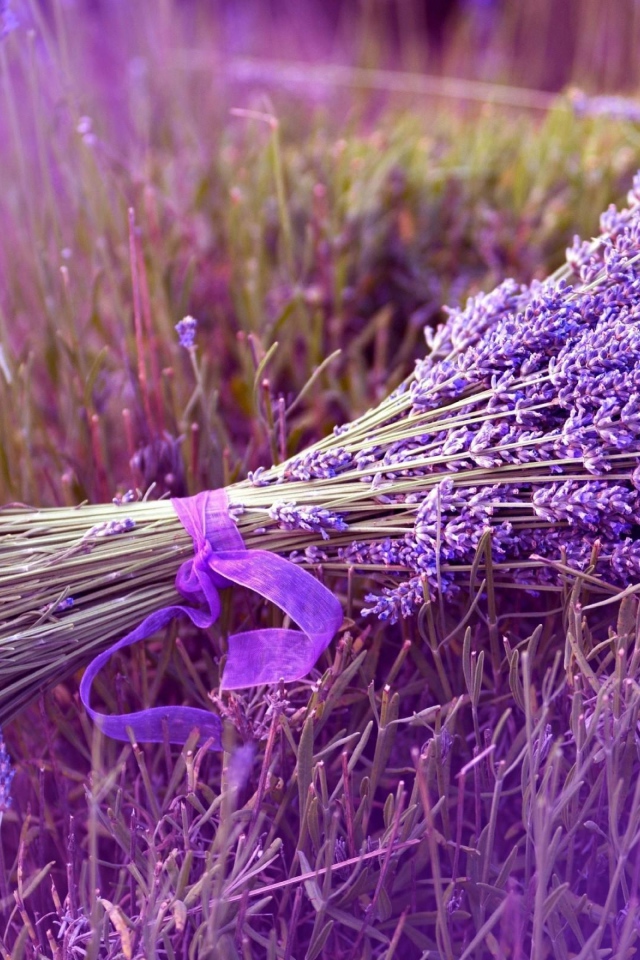 Букет сиреневых цветов лаванды перевязанный лентой