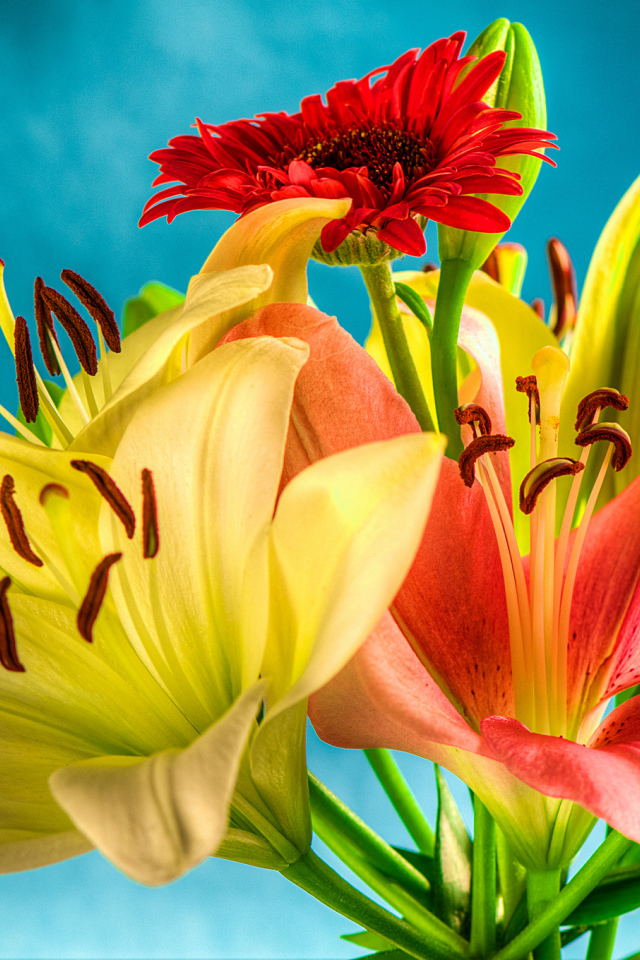 Букет из лилий и гербер на голубом фоне 