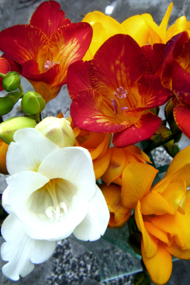 Букет разноцветных цветов фрезия крупным планом