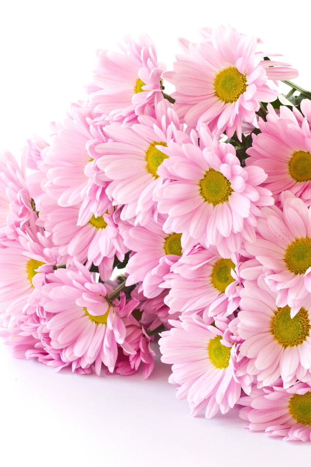 Букет розовых хризантем на белом фоне