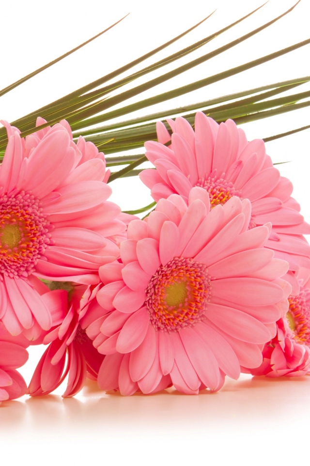 Букет розовых гербер на белом фоне