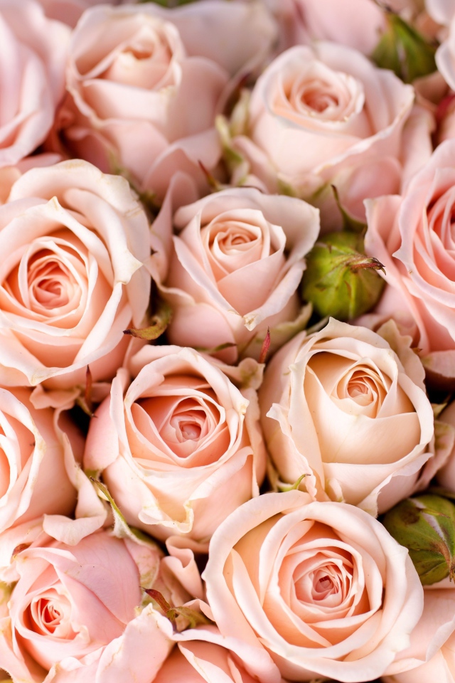 Букет розовых роз крупным планом