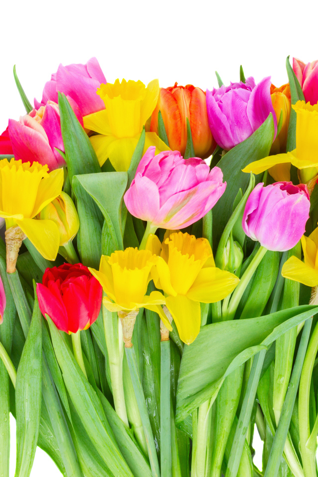 Букет розовых тюльпанов и желтых нарциссов на белом фоне