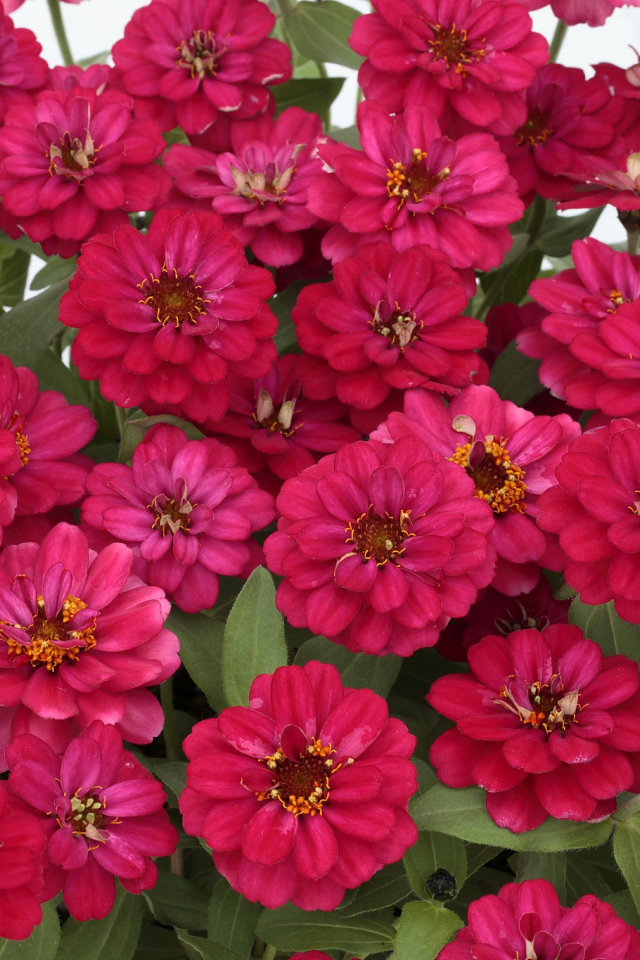 Букет розовых цветов цинния