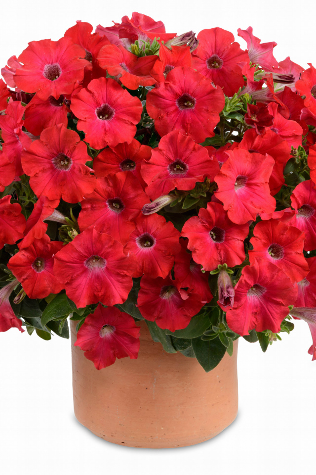 Букет красных садовых цветов петуния на белом фоне  