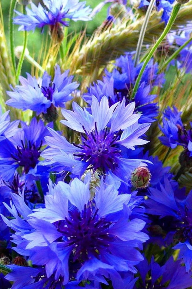 Букет полевых летних цветов васильков