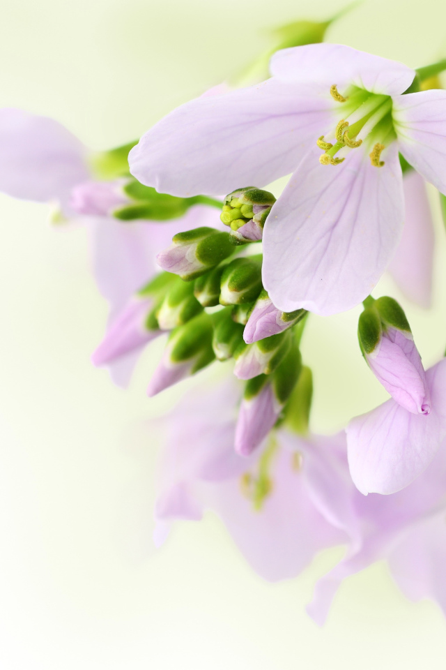 Ветка нежных сиреневых цветов фрезии