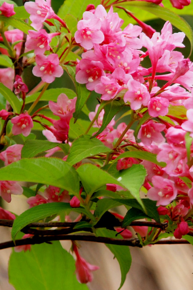 Ветка с нежными розовыми цветами 