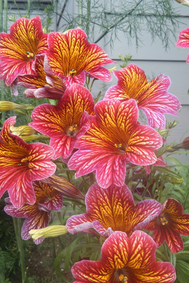 Яркая расцветка цветов сальпиглоссис