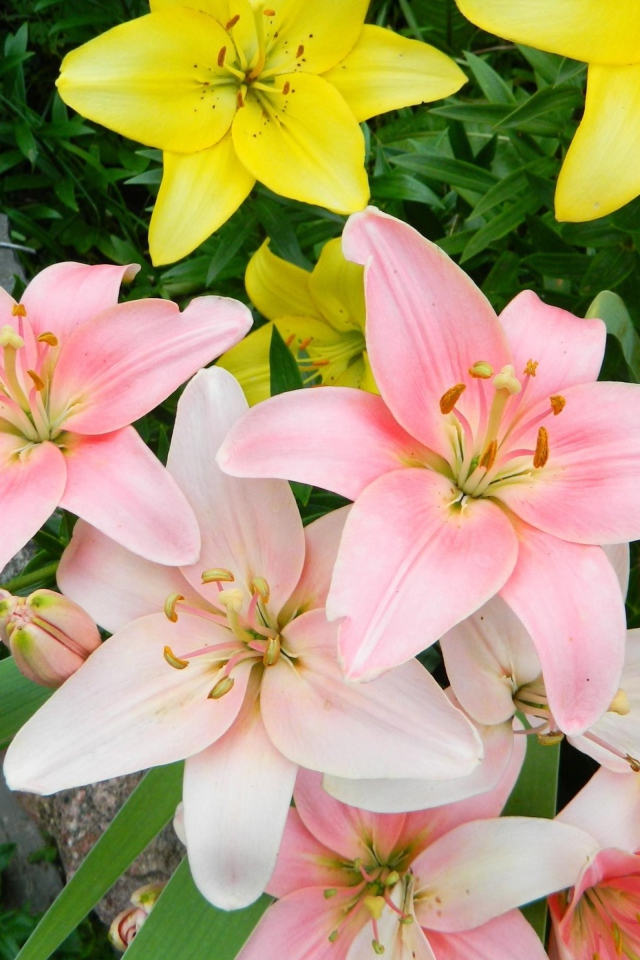 Яркие розовые и желтые лилии на клумбе крупным планом