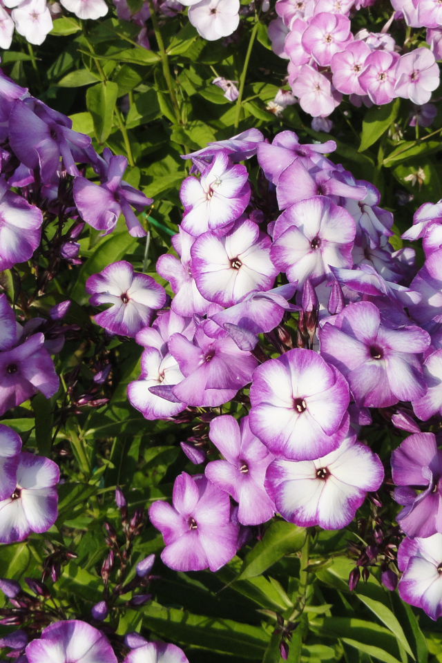 Яркие фиолетово - белые  цветы садовой флоксы