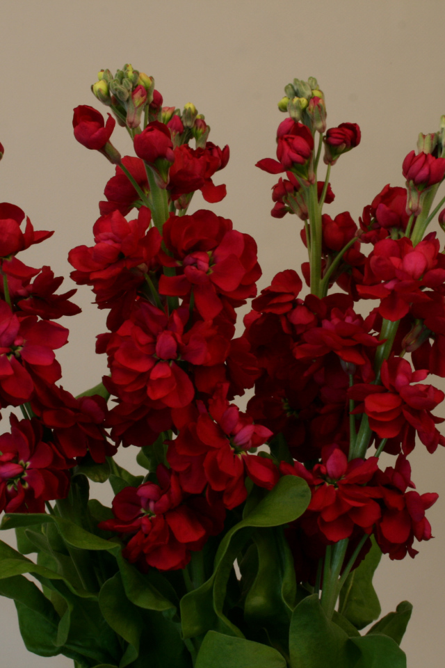 Бордовый красивый букет цветов левкой