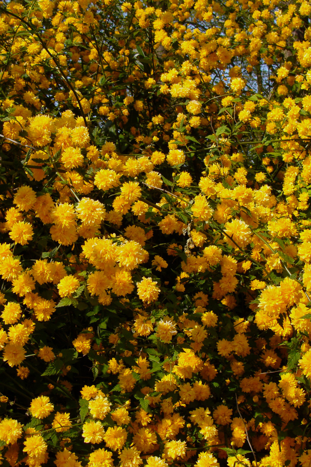 Куст с красивыми желтыми цветы 