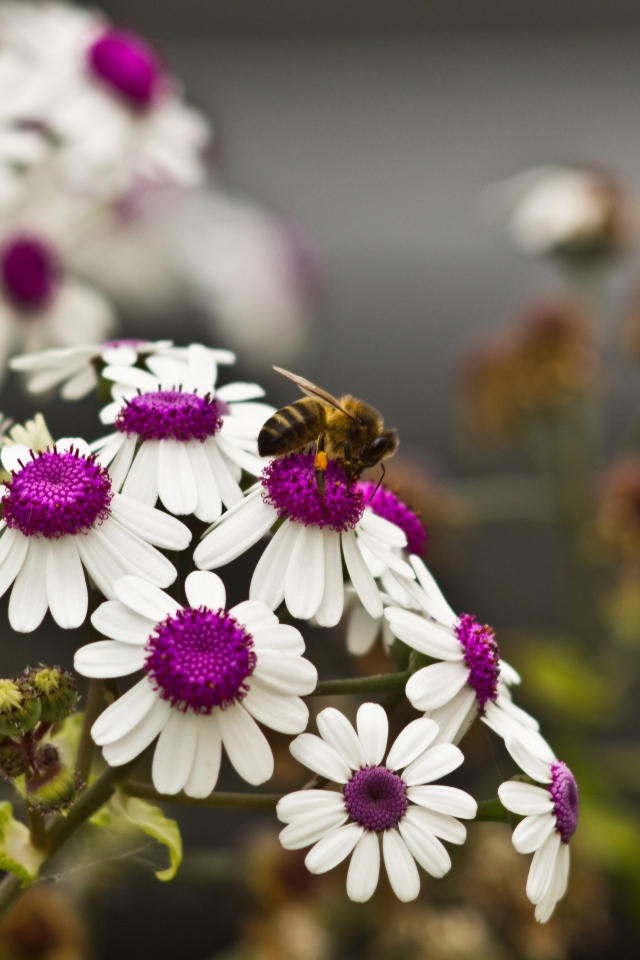 Ромашки с белыми лепестками и сиреневой серединкой 