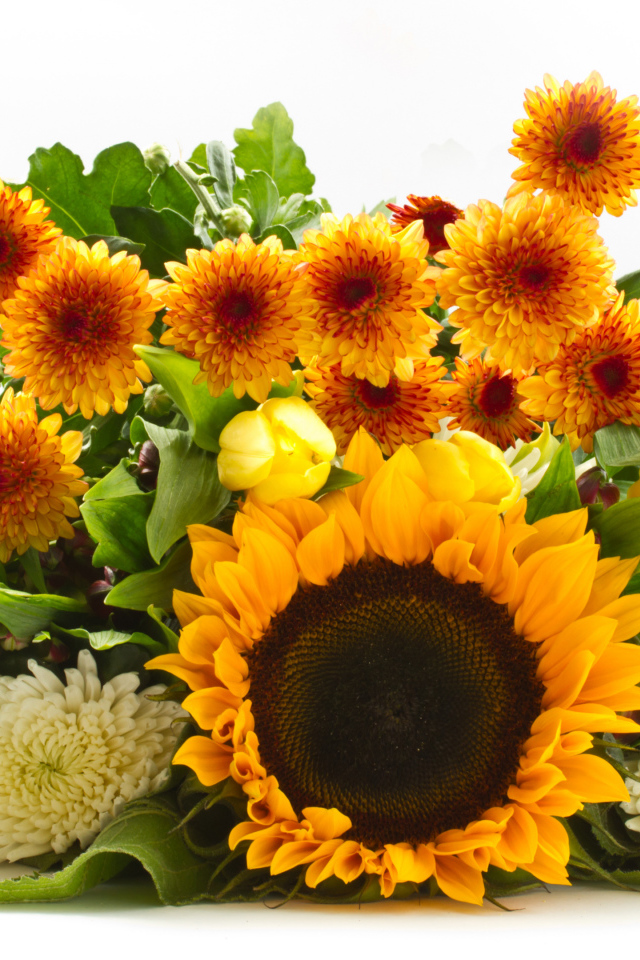 Хризантемы и цветок подсолнуха на белом фоне 